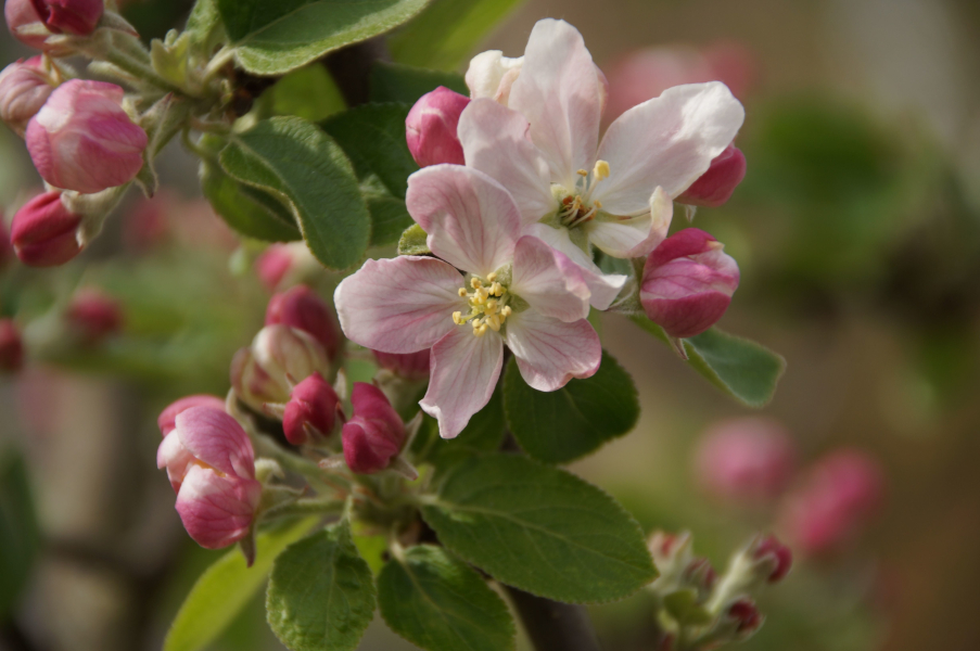 Apfelblüte